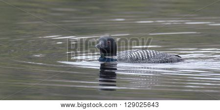 Common Loon - Gavia immer - on an overcast day on a lake in Northern Ontario, swims slowly on the surface looking for fish.