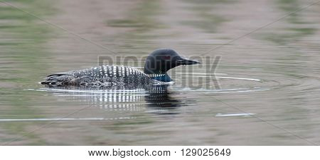 Common Loon - Gavia immer - on an overcast day on a lake in Northern Ontario, swims slowly on the surface looking for fish.