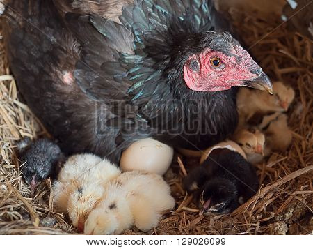 hen and newly hatched chickens, lovely newborn