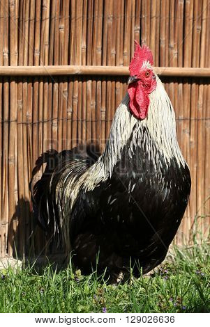 Cock chanticleer rooster