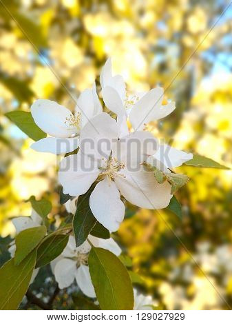 Photo cherry flowers / fruit trees of temperate climate