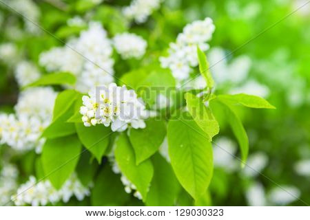 Bird Cherry Closeup With Selective Focus.