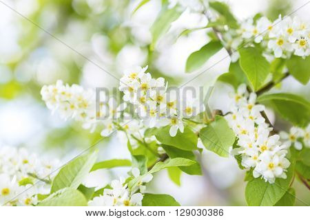 Bird Cherry Tree In Blossom