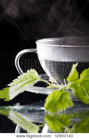 Tea nettle
