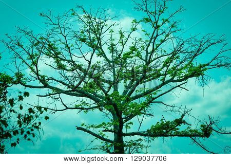 BIG TREE IN KIKIL,YUCATAN,MEXICO
GOOD TREE IN KIKIL,YUCATAN,MEXICO