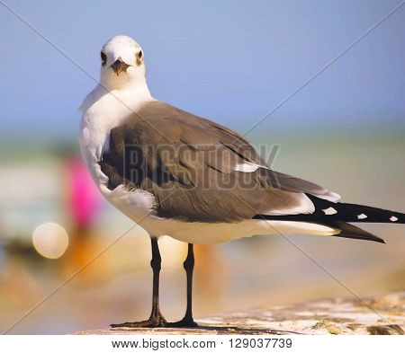 BIRDS IN COLORADAS YUCATAN MEXICO.
BEACH IN COLORADAS.
** Note: Soft Focus at 100%, best at smaller sizes