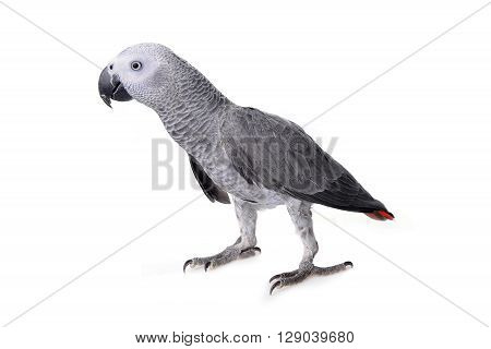 African Gray Parrot