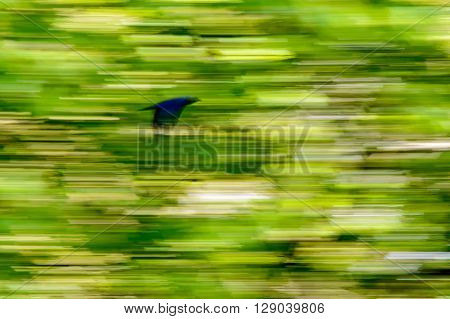 Black bird speeding motion blur effect with mainly green on the background