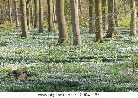 Thousands of wood anemone in the beech forest during spring a sunny day