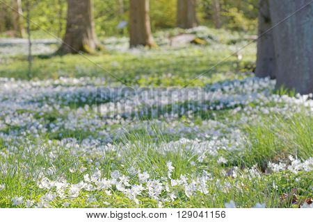 Closeup of thousands of wood anemone in the beech forest during spring a sunny day