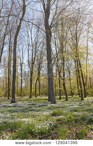 Thousands of wood anemone in the beech forest during spring a sunny day