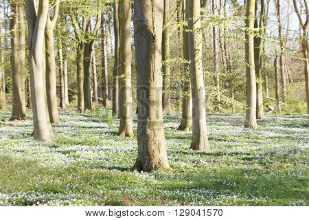 Thousands of wood anemone in the beech forest during spring