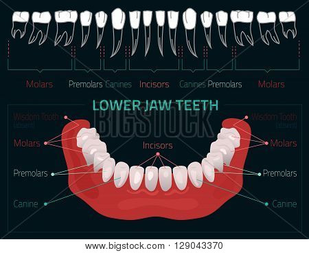 Human teeth dental infographic. Editable illustration with Lower jaw teeth. Medical image with white teeth in modern style on a dark background useful for poster, leaflet or brochure graphic design.