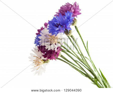Flowers cornflowers on a white backgrounddesign, florescence,