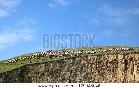 Herd of sheep at hill Titel Serbia Europe
** Note: Soft Focus at 100%, best at smaller sizes