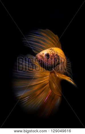 Siamesse fighting fish  also known as betta splendens with black background