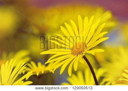 Yellow daisies Leopards Bane flower (Doronicum) blooming in spring