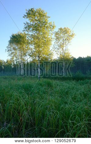 Early Morning Light on Aspen Trees in Meadow near the Rice Creek North Regional Trail in Shoreview Minnesota