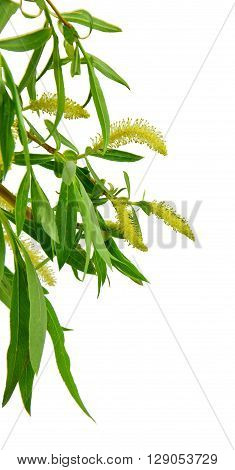Spring has come and a trees are full of blooms .Blooming willow branch with leaves isolated on white background. / Without shadows /.