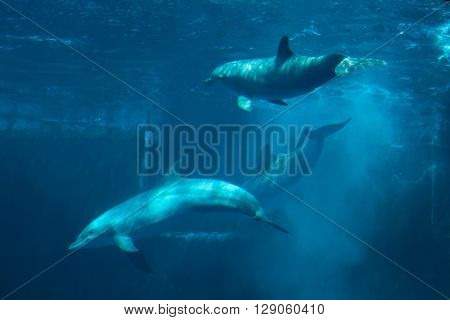 Common bottlenose dolphins (Tursiops truncatus). Wild life animal. 