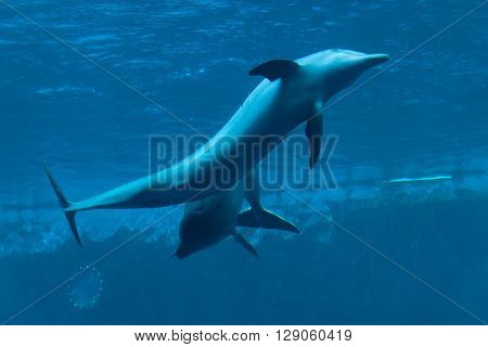 Common bottlenose dolphins (Tursiops truncatus). Wild life animal. 