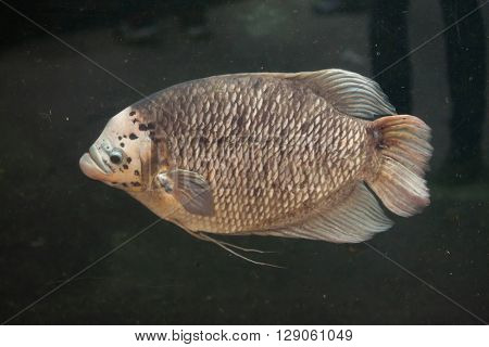Giant gourami (Osphronemus goramy). Wild life animal. 