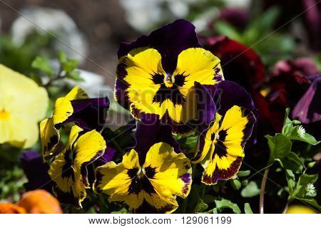 Garden pansy (Viola tricolor var. hortensis).