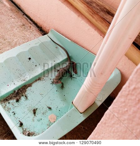 brown and black skink found in a green plastic dustpan