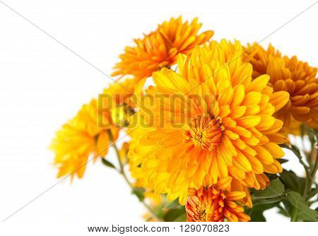 Orange chrysanthemum on white backgroundbed, blossom, botany,