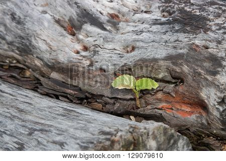 A two-leaf new bud growing out of a large piece of trunk of dead tree.