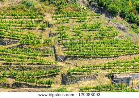 Landscape with vines on the hillside in the National park of Cinque Terre, Italy
