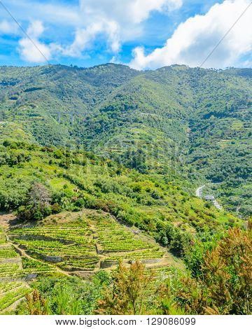 Landscape with vines on the hillside in the National park of Cinque Terre, Italy