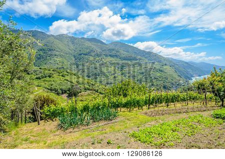 Landscape with vines on the hillside in the National park of Cinque Terre, Italy