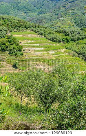 Landscape with vines on the hillside in the National park of Cinque Terre, Italy