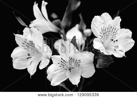White flowers on a black background. Black and white image. Alstroemeria. Shallow DOF