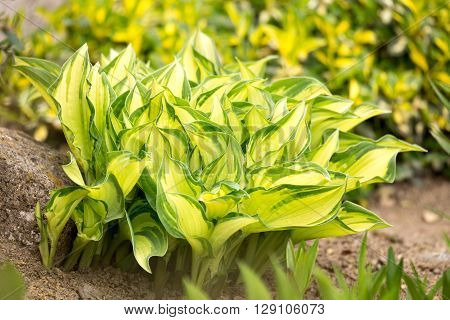 Two Color Green Plant Leaf