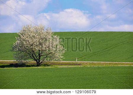 Spring Flowering Tree In Countryside