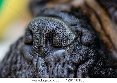 Dog Big Nose