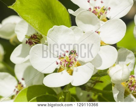 Flowers of Pear Tree Pyrus communis with leaves close-up on bokeh background selective focus shallow DOF