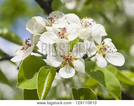 Flowers of Pear Tree Pyrus communis with leaves close-up on bokeh background selective focus shallow DOF
