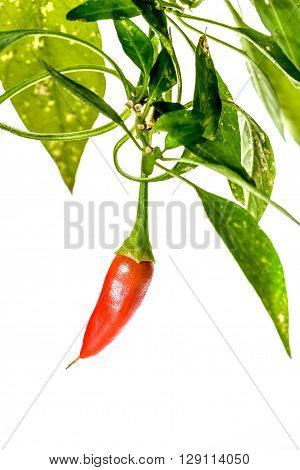 Red Hot Chili Peppers Cayenne, Serrano With Green Stem.