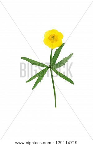 Pressed and dried bush Meadow Buttercup (Ranunculus acris). Isolated on white background.