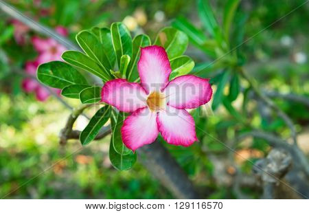 Beautiful Pink Adenium obesum (Forssk)/Desert Rose/Impala Lily/Mock Azalea.