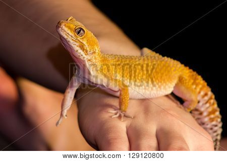 Leopard Gecko Pet