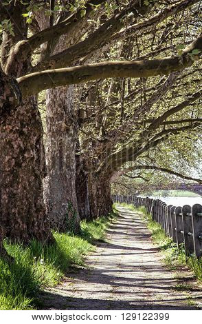 Alley of sycamore tree and retro railing. Footpath scene. Park scene. Romantic place. Vertical composition. Massive trees.