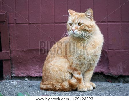 Auburn street cat. Wandering cat sitting on the pavement against a wall at home. The concept of the problem of homeless animals
