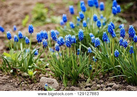 Blue Grape Hyacinth Muscari armeniacum flower in bloom in spring