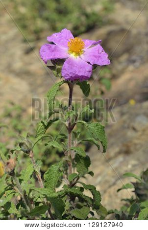 Cretan Cistus - Cistus creticus Common Mediterranean Flower