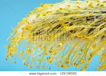 Buds Of Willow Macro