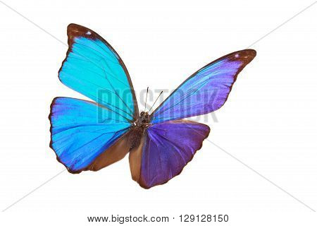 Closeup shot of blue butterfly (Morpho Menelaus) isolated on white background.